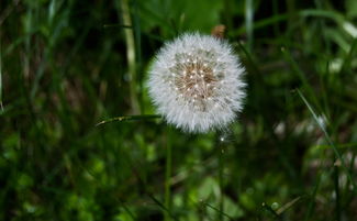生活,杨绛诗歌朗诵视频,感悟生活真谛 生活,杨绛诗歌朗诵视频,感悟生活真谛